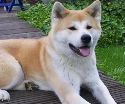 akitainu.jpg